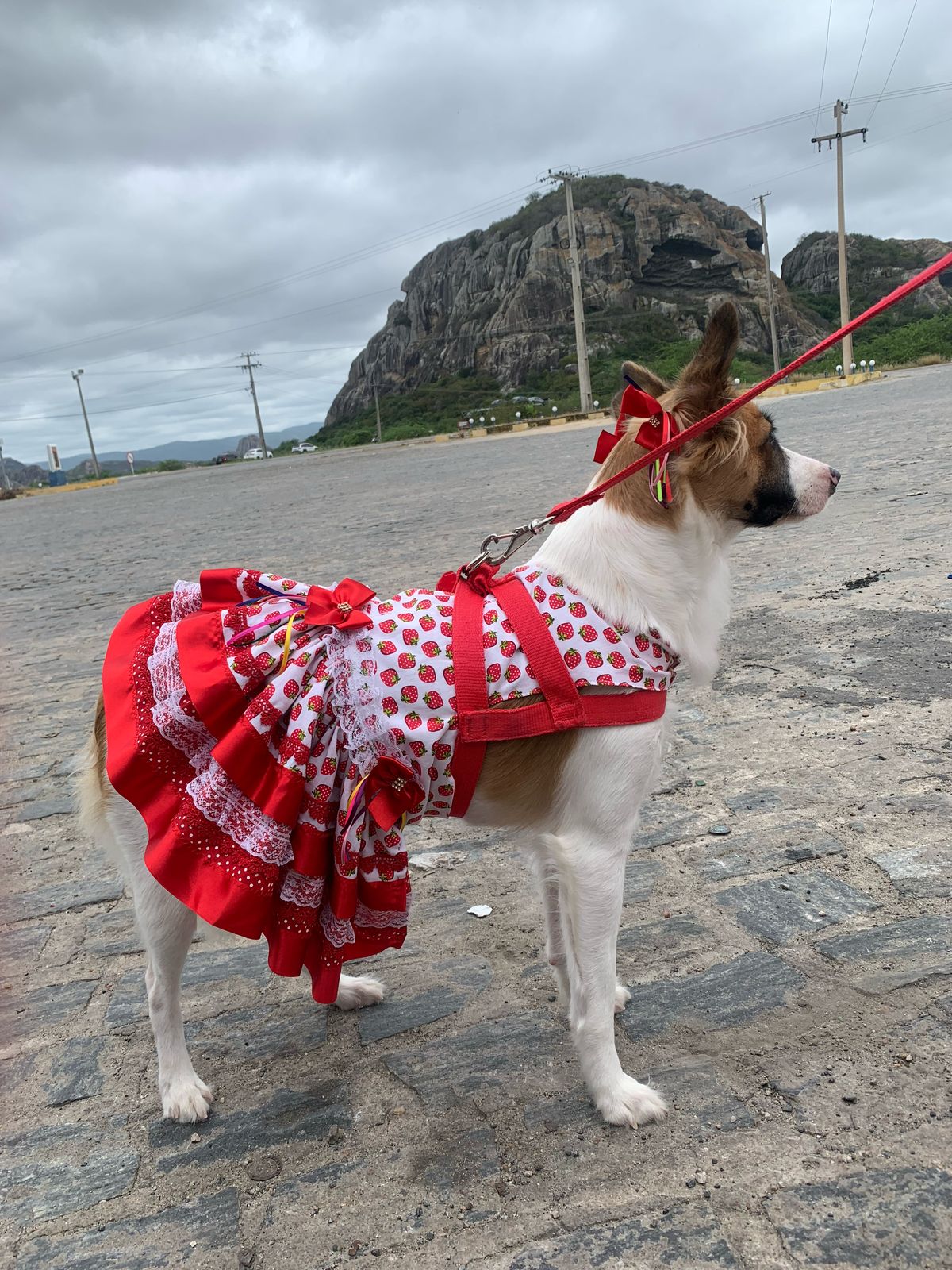 PET VESTIDO CLIENTE.jpg